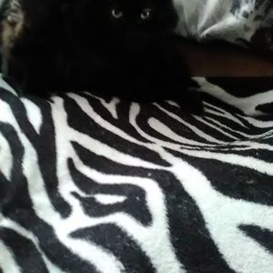 Meet your Posher, Patty